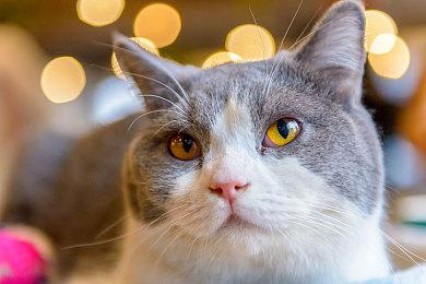 因受到威胁任天堂取消线下游戏比赛活动